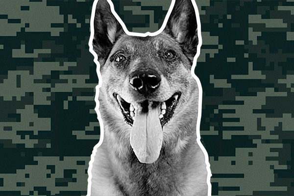 Military dog